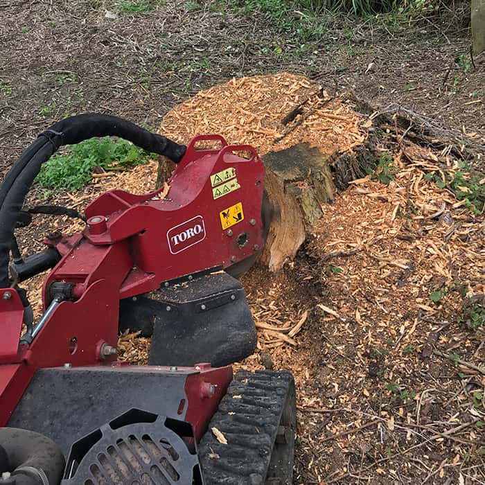 Willow-stump-grinding-in-Newmarket-1 tree stump grinding services