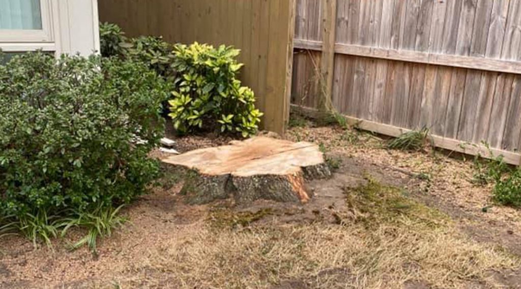 how-soon-after-stump-grinding-can-you-plant-1080x600-3 tree stump removal services