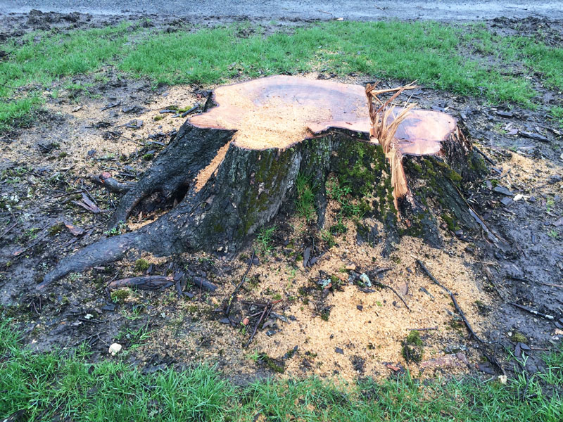 tree-stump-grinding-2 tree stump grinding services