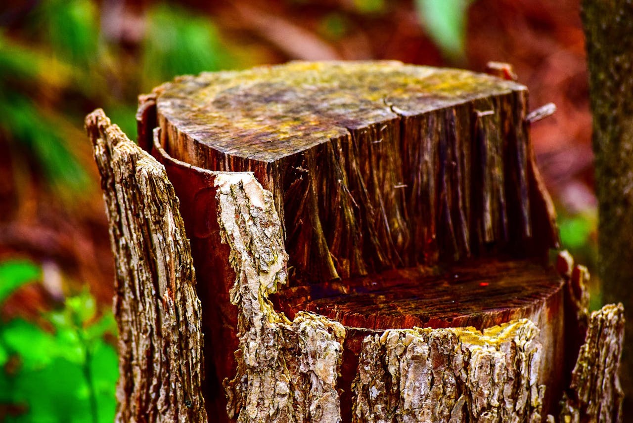 tree stump removal services